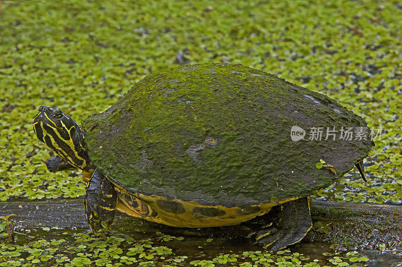 佛罗里达红腹龟或佛罗里达红腹龟(pseudoys nelsoni)是龟科的一种。佛罗里达奥杜邦保护区